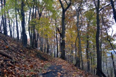 the station in the forest